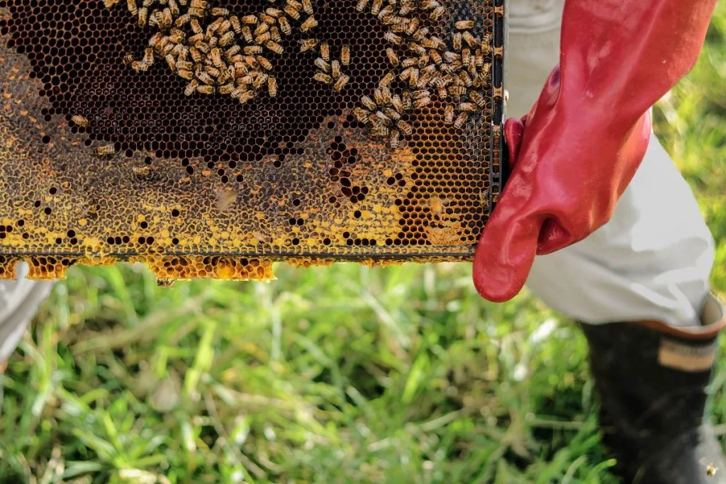 Beekeepers often have questions about health and safety as it relates to bee stings and bee sting allergies.