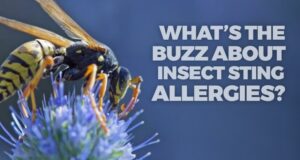 What’s the buzz about insect sting allergies? Rhode Island Allergy Help